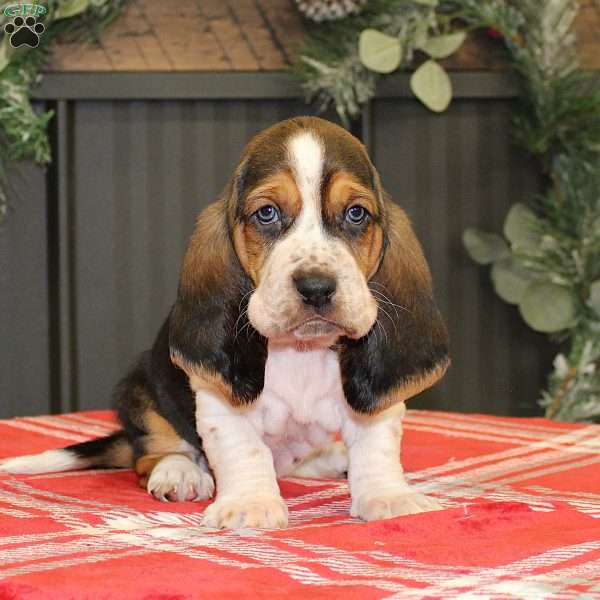 Smokey, Basset Hound Puppy